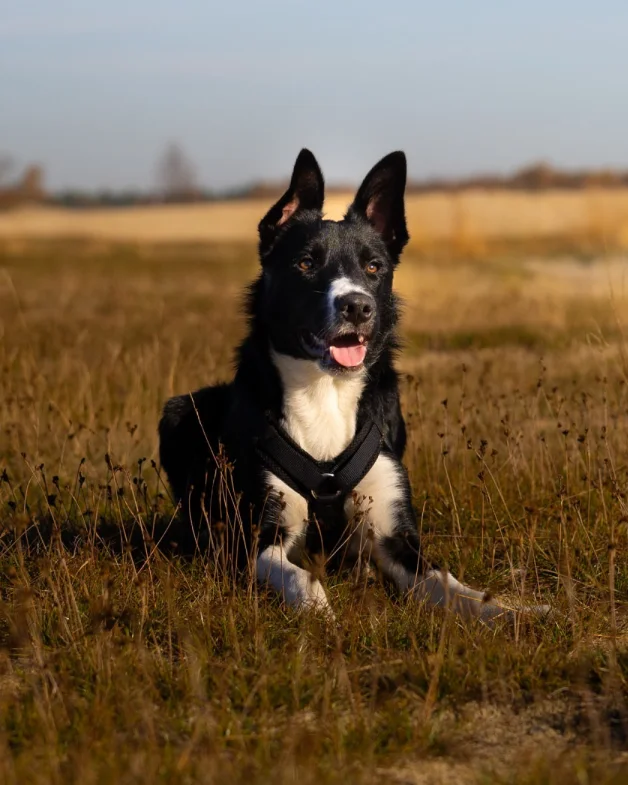 Blue, een zwart-witte bordercollie in zijn tuig, ligt in het hoge gras op de hei.