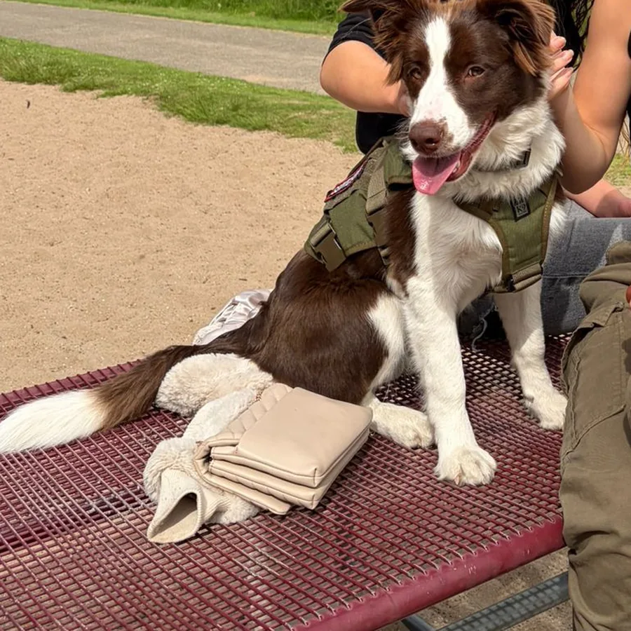 Lua ligt op een picknicktafel in het park, met haar tuig aan.
