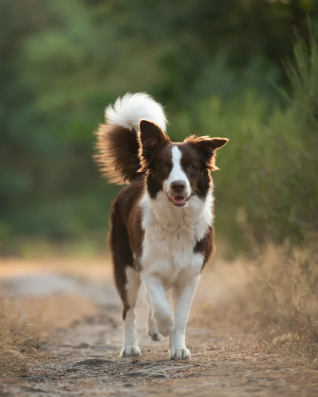 Lua, een bruin-witte bordercollie, loopt kwispelend over een zandpad tussen het groen.